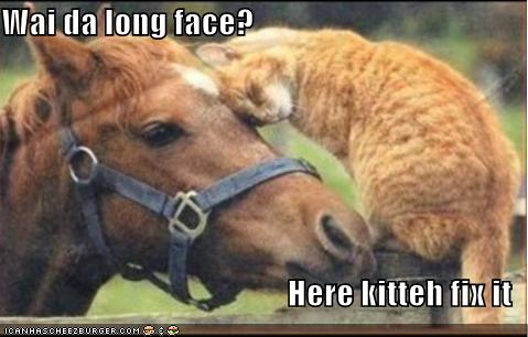 funny-pictures-cat-fixes-your-long-face